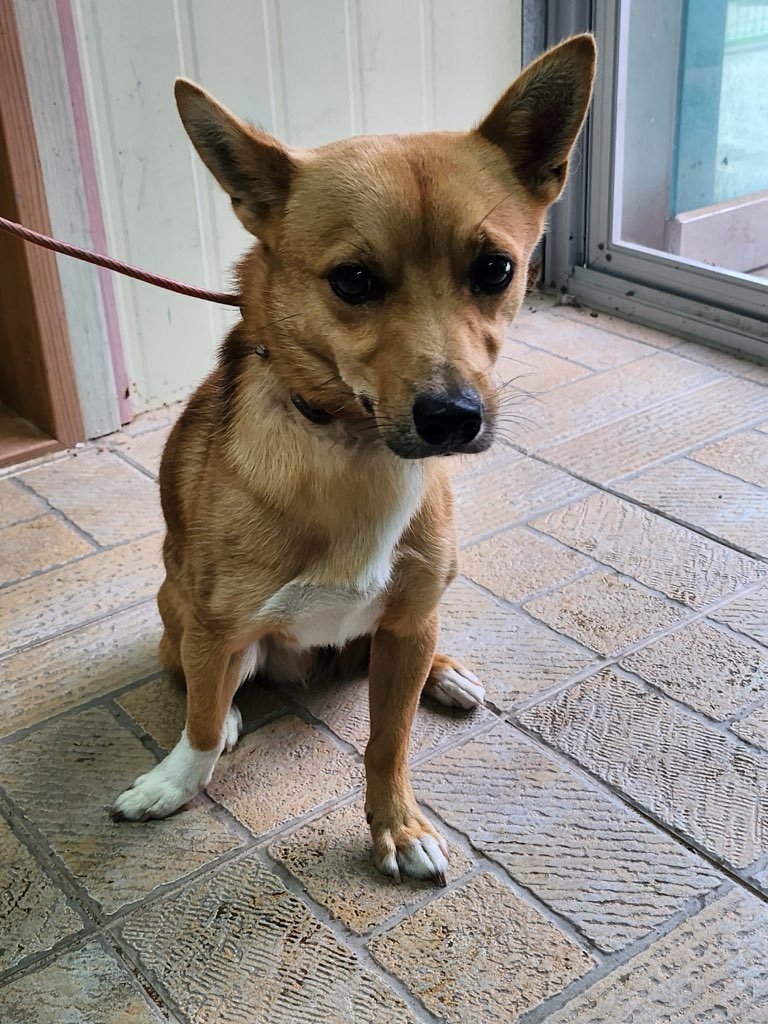 영주시 동물보호센터_447509202400304